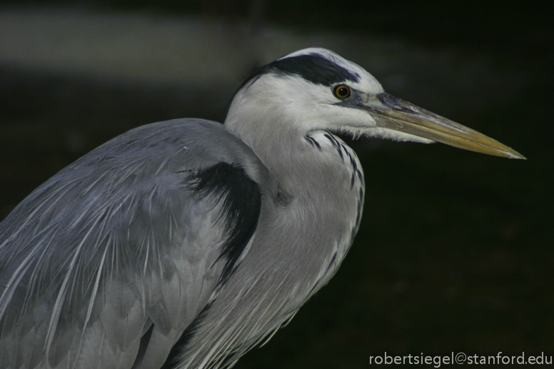 heron